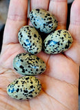 Dalmatian Jasper Egg 🥚