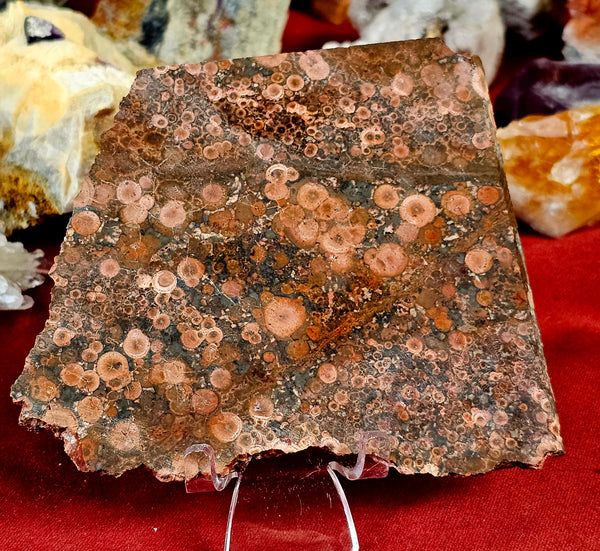 Lapidary Grade Red Leopardskin Jasper Crystal Slab ❤️💗🐆