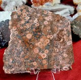 Lapidary Grade Red Leopardskin Jasper Crystal Slab ❤️💗🐆