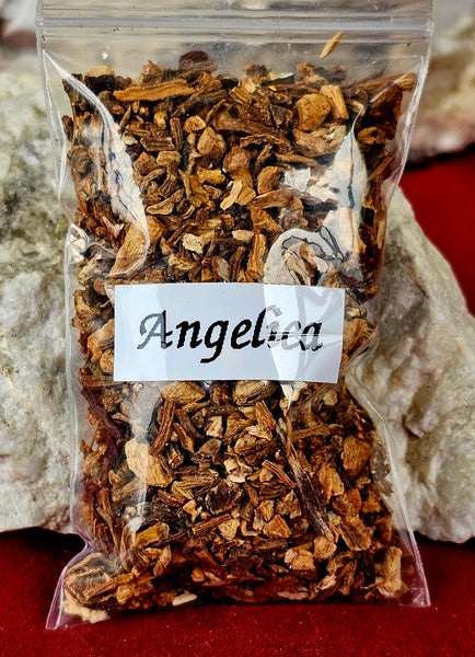 Fresh Cut Organic Angelica Herb 🌿🍃