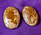 Fossilized Coral Oval Shaped Crystal Cabochon 🐚📿🪸