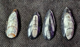 SM. Orthoceras Fossil Mineral 🤍🪨🐚🦪🦐🖤
