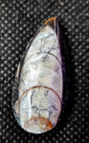 SM. Orthoceras Fossil Mineral 🤍🪨🐚🦪🦐🖤