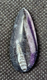 SM. Orthoceras Fossil Mineral 🤍🪨🐚🦪🦐🖤