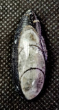 SM. Orthoceras Fossil Mineral 🤍🪨🐚🦪🦐🖤