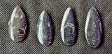 SM. Orthoceras Fossil Mineral 🤍🪨🐚🦪🦐🖤