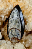 SM. Orthoceras Fossil Mineral 🤍🪨🐚🦪🦐🖤