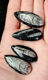 SM. Orthoceras Fossil Mineral 🤍🪨🐚🦪🦐🖤