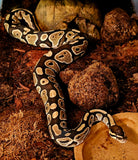 Lots of Ball Pythons + 7 Tub Extra Large Rack System & Thermostat