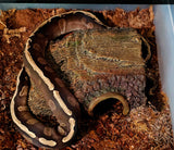 Lots of Ball Pythons + 7 Tub Extra Large Rack System & Thermostat