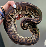 Lots of Ball Pythons + 7 Tub Extra Large Rack System & Thermostat