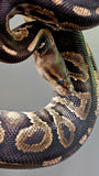 Lots of Ball Pythons + 7 Tub Extra Large Rack System & Thermostat