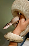 Lots of Ball Pythons + 7 Tub Extra Large Rack System & Thermostat
