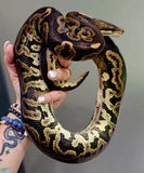 Lots of Ball Pythons + 7 Tub Extra Large Rack System & Thermostat