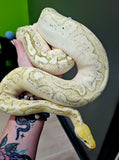 Lots of Ball Pythons + 7 Tub Extra Large Rack System & Thermostat