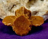 Yellow Jasper Crystal Skull w/Wings Carving 💀🪽🟡💛