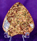 Agatized Coral Fossil Crystal Cabochon 📿🌊🪸