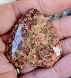 Agatized Coral Fossil Crystal Cabochon 📿🌊🪸