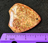 Agatized Coral Fossil Crystal Cabochon 📿🌊🪸