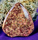 Agatized Coral Fossil Crystal Cabochon 📿🌊🪸