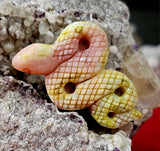 Assorted Crystal Snake Carving 💚🐍😍