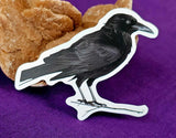 Raven 🐦‍⬛ Enchanted Sticker