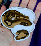 Piebald Ball Python Waterproof Vinyl Decal Sticker 🤎🐍🤍