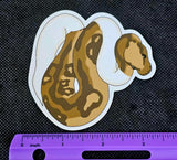 Piebald Ball Python Waterproof Vinyl Decal Sticker 🤎🐍🤍
