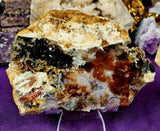 MD. Petrified Wood Slab 🪵❤️🍁🪓