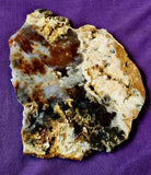 MD. Petrified Wood Slab 🪵❤️🍁🪓