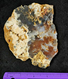 MD. Petrified Wood Slab 🪵❤️🍁🪓