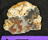 MD. Petrified Wood Slab 🪵❤️🍁🪓