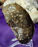 Brazilian Agate Cut/Raw Crystal Geode Half 🪨✨🤩💎