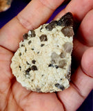 Raw Smokey Quartz in Fieldspar Crystal Box Specimen