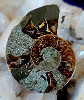 High Quality Ammonite Fossil Specimen