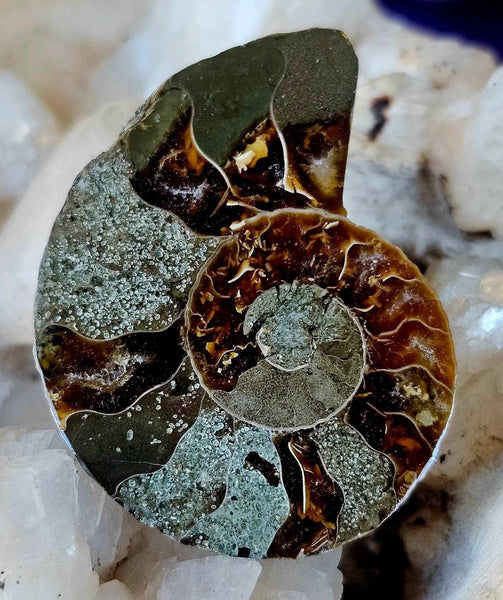 High Quality Ammonite Fossil Specimen