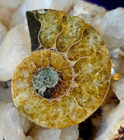 High Quality Ammonite Fossil Specimen