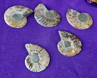 High Quality Ammonite Fossil Specimen