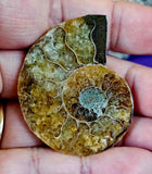 High Quality Ammonite Fossil Specimen