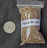 Fresh Cut & Dried Organic Plantain Leaf 🌿🍌🍃