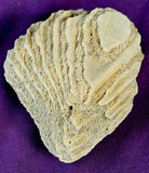 LG. White Fossilized Brain Coral Specimen ✨🤯🤍🧠🌊🐚🪸