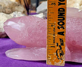 XXL Rose Quartz Crystal Lizard Sculpture 🌹✨💎🦎🩷