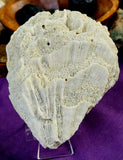 LG. White Fossilized Brain Coral Specimen ✨🤯🤍🧠🌊🐚🪸