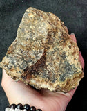 Super Unique/Rare Shell Fossil #2 🤩🤯🐚🪸