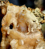 Fossilized Coral Crystal Specimen Tampa Bay Florida 🪸🌊🐚