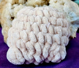 Handmade Cream Crocheted Frog Plushie 🥹🐸💚