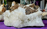 MASSIVE & HEAVY Raw Quartz Cluster Specimen w/100+ Terminations & Carved in Lizard Sculpture 🤯✨😍🦎