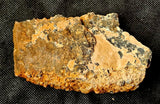 Super Unique/Rare Shell Fossil 🤩🤯🐚🪸