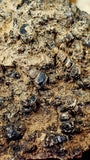 Super Unique/Rare Shell Fossil #2 🤩🤯🐚🪸
