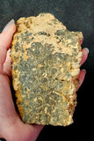 Super Unique/Rare Shell Fossil 🤩🤯🐚🪸